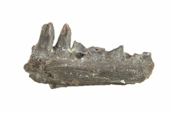 Permian Reptile Jaw Section - Oklahoma #261516